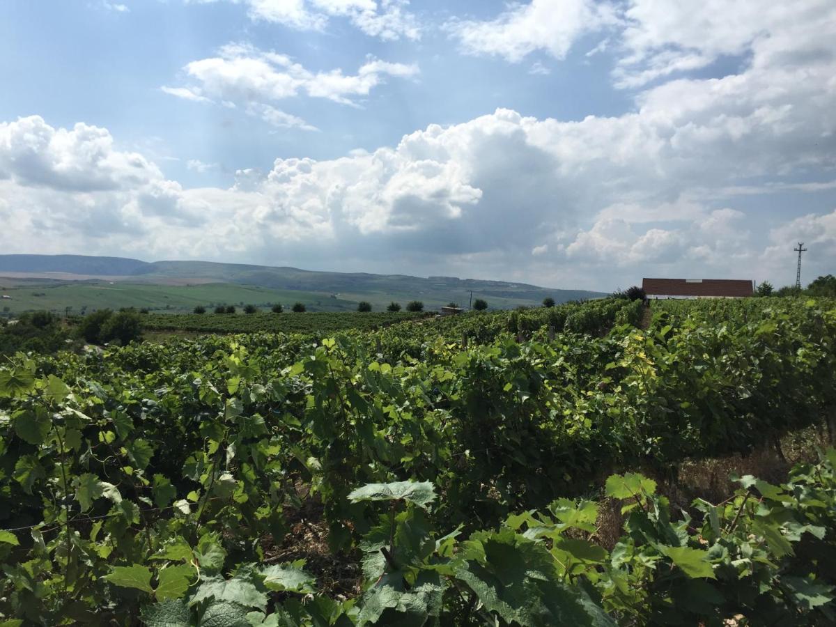 Wineyards Salin Bed & Breakfast Turda Ngoại thất bức ảnh