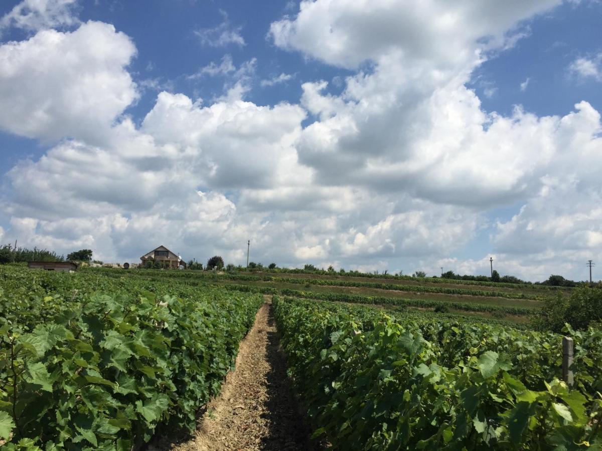 Wineyards Salin Bed & Breakfast Turda Ngoại thất bức ảnh