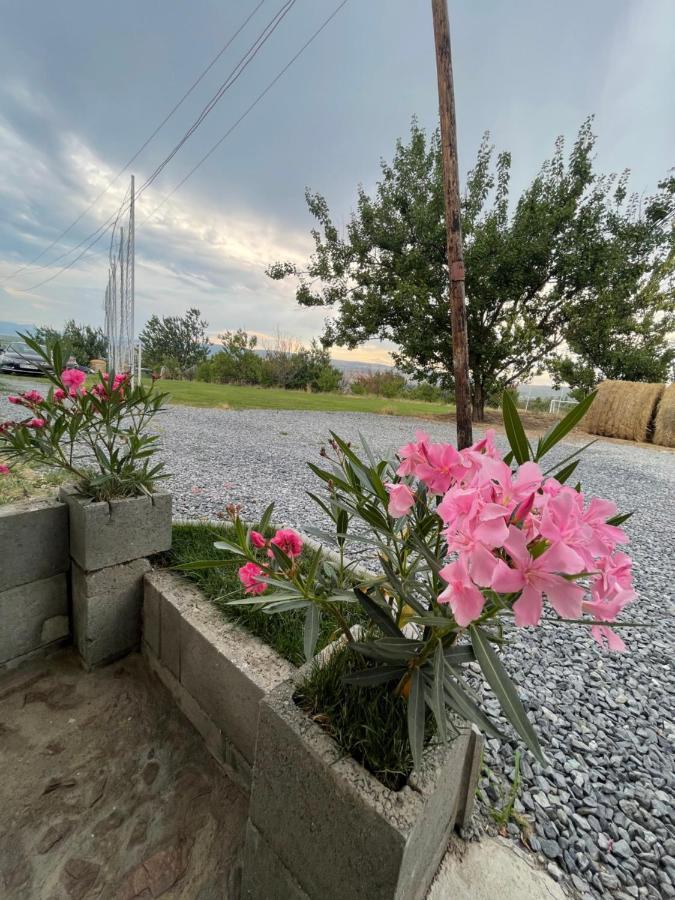 Wineyards Salin Bed & Breakfast Turda Ngoại thất bức ảnh